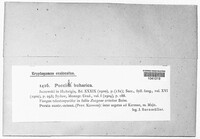 Puccinia buharica image